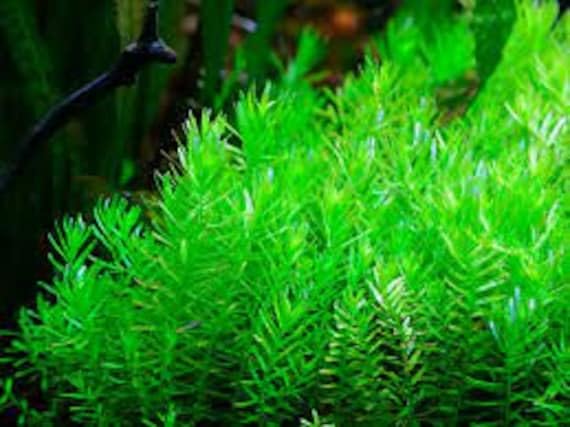 ROTALA ROTUNDIFOLIA - Beautiful RED Tall Shrimp Safe Healthy Tropical Plants (5)