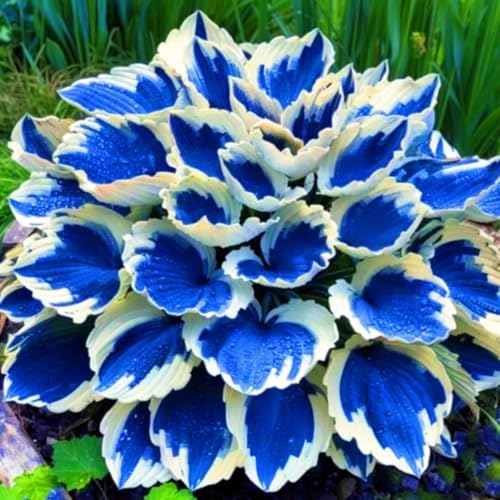 Hosta Bulbs for Planting, Hardy Perennial, Excellent Display, Mix Greening Flower, Natural Organic, Wedding, Balcony Garden, Suitable for Garden Plants-4 Bulbs-D