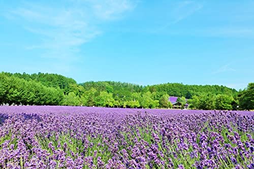 Japanese Landscape Postcard AIR: Lavender Field of Furano, Hokkaido, Hokkaido, Postcard Photography, YOSHIO IWASAWA
