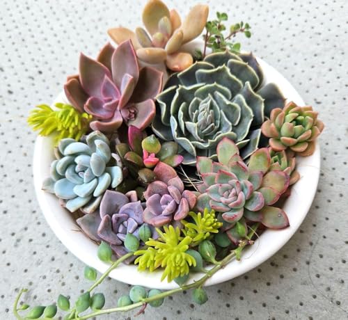 観葉植物 セダム 寄せ植え」の人気商品一覧 | 安い商品を通販サイト