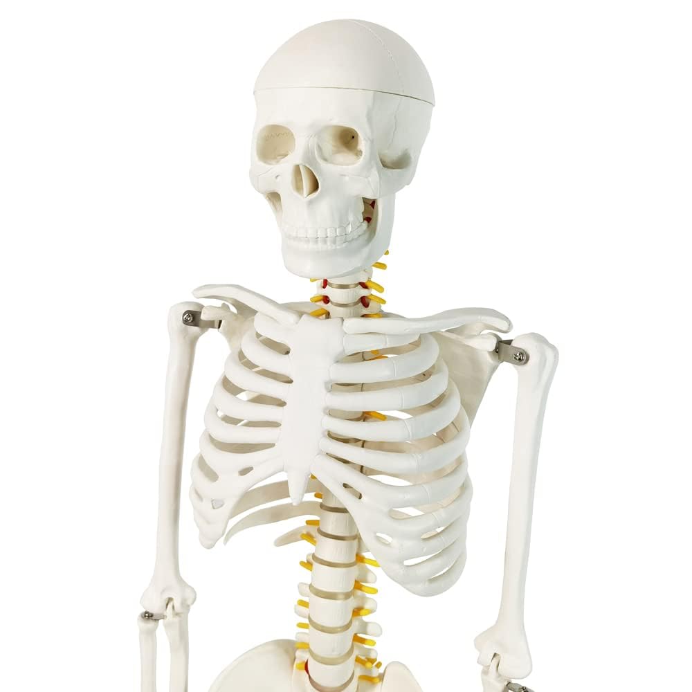 Mini model szkieletu ludzkiego 1/2 naturalnej wielkości do anatomii 85 cm z układem nerwowym, zdejmowanymi ramionami i nogami, 1 zestaw