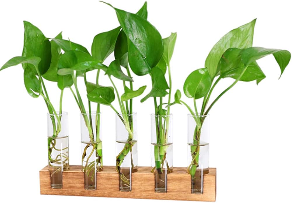 Desktop Glass Plant Propagation Station 5 Test Tube Plant