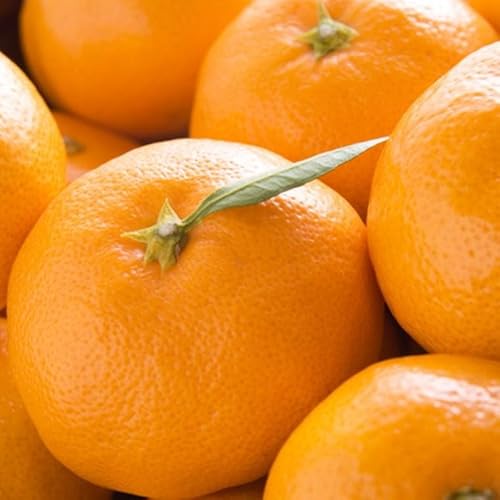 [先行予約][秀品]和歌山下津みかん約5kg(S〜Lサイズおまかせ)[TM133]