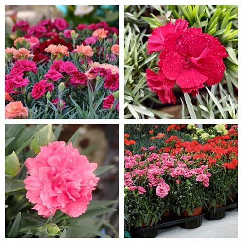 Semi di Garofano Rifiorente di Nizza, Miscuglio di Colori, Diamanthus Caryophyllus, 150 Semi per Vaso, Fioriere, Giardino, Aiuole, Bordature