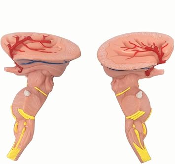DKULMN Scientific Human Anatomy,Cranial Nerve System Medicine Brain Model, Cranial Nerve Medical Brain Model Teaching Central Nervous System for Teaching Display