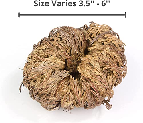 Yerbero 6 Pack Flor Seca Rosa de Jericó Grande 2.5''-3.5'' miniatura 6