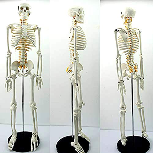 85Cm Modelo De Anatomía Esqueleto Humano, Contrariamente A Su Pequeño Tamaño, Incluye Una Gran Cantidad De Detalles Precisos, para La Educación Médica Ayudas A La Formación Cover