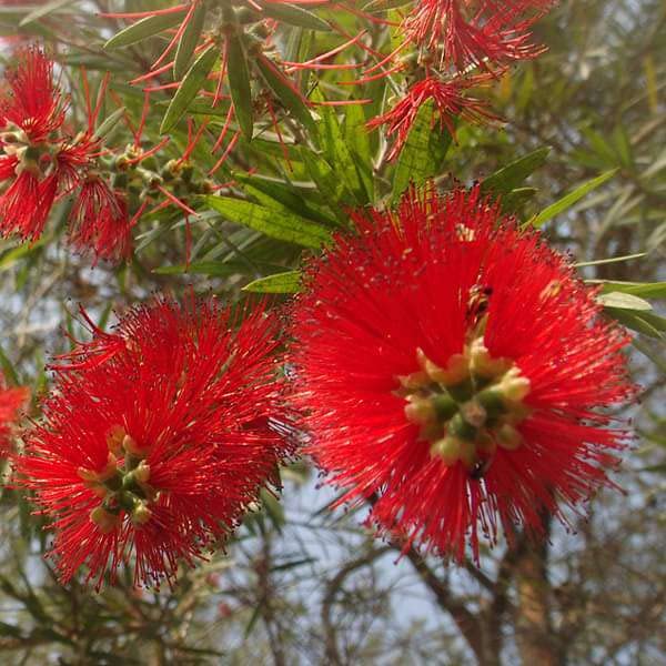MVKR Live Bottle Brush Plant (B09TG521Q6) Amazon Price History, Amazon Price Tracker