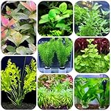 semillas para acuáticas, acuario cobertura suelo semillas orgánicas de acuario estanque interior purificadoras aire regalos inusuales 600pcs