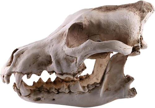 Niltracy Animals Wolf Skull Model Props: Realistic Resin Wolf Head Skeleton Skull Sculpture for Halloween Decoration Decor Teaching Prop Home and Bar Ornament