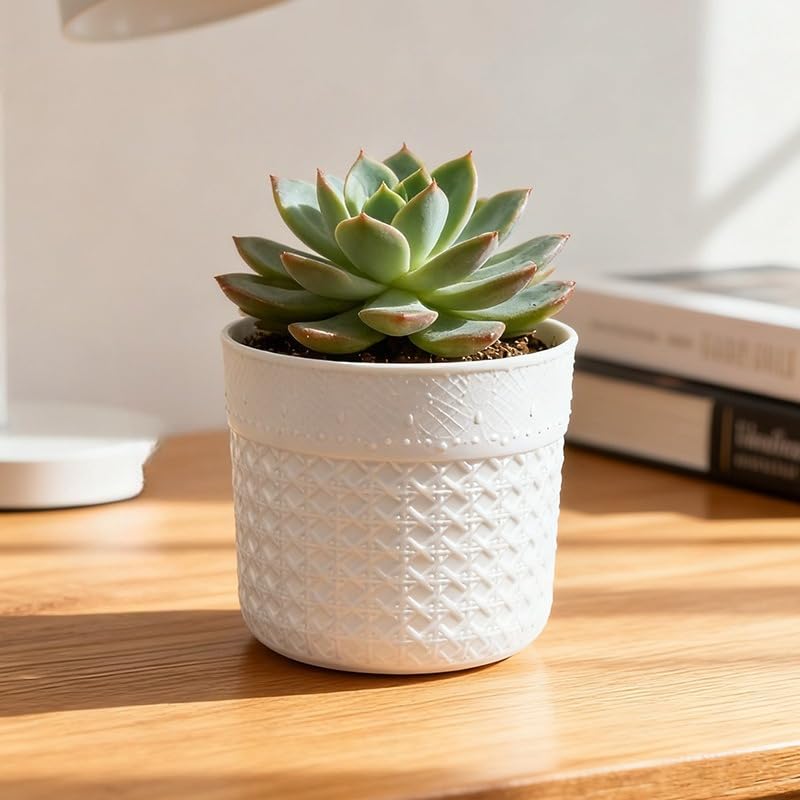 Textured Plastic Planter for Succulents and Small Plants, Indoor Tabletop Pot for Home and Office Decor (White)