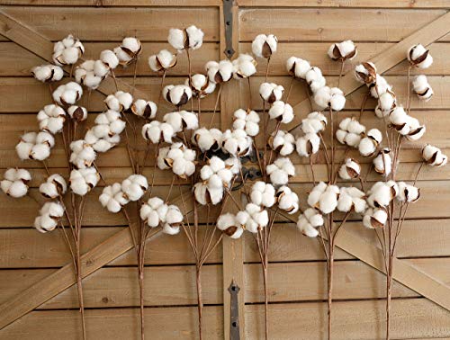 Idyllic Pack Of 6 Cotton Stems thumb #2
