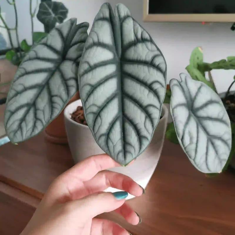 Flower bulbs hybrid Alocasia imported Alocasia flower live rhizomes home garden pack of 4 silver dragon (B0CKLBB2BY) Amazon Price History, Amazon Price Tracker