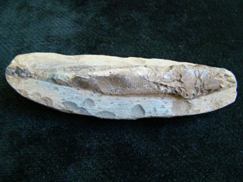 Flo2121 Racoleps Fish Fossil