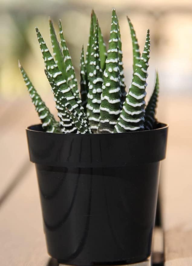 Greenursery Live Indoor Plant For Living Room Balcony Home And Office Decoration Decor Live Plant with Beautiful Color Pots (Zebra White) (B0CRH1M4HP) Amazon Price History, Amazon Price Tracker