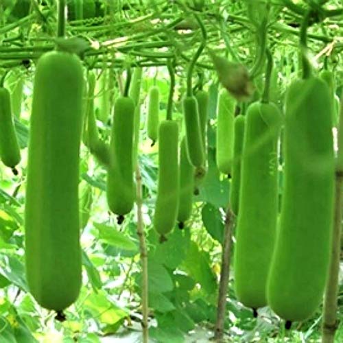 See full amazon price history chart for Golden Hills Farm Hybrid Lauki, Ghia, Louki, Dudhi, Ghiya 40+seeds Golden Hills Farm Hybrid Lauki, Ghia, Louki, Dudhi, Ghiya 40+seeds (B095XDG1XP) Amazon Price History, Amazon Price Tracker