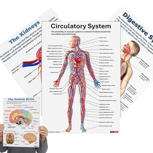 Conjunto de póster de anatomía - diagrama del cuerpo humano, arte educativo detallado del sistema esquelético | Guía de aprendizaje completa para enfermería, aula, hospital, educación, Sc