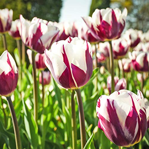 Blueberry Swirl Tulip Flowers - 20 Bulbs | Vibrant Purple & White Perennial Blooms | Dramatic Spring Tulips for Garden & Cut Flowers | Pollinator Friendly | USDA Zones 3–8