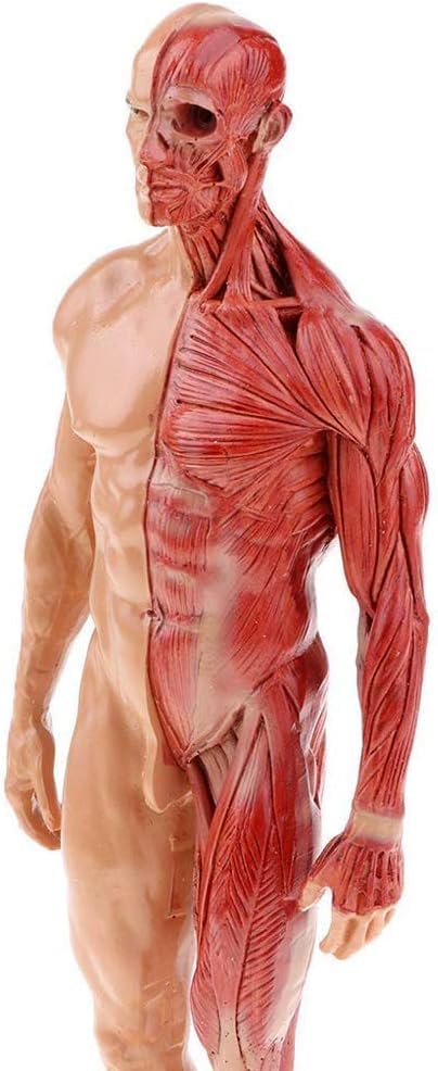 Modèles d'anatomie Humaine Tableaux d'anatomie Masculine et féminine Modèles d'anatomie des Muscles et des os Humains (pour l'étude Scolaire)