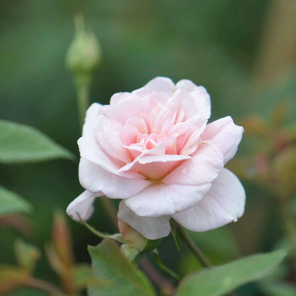 Heirloom Polyantha Cécile Brünner Rose