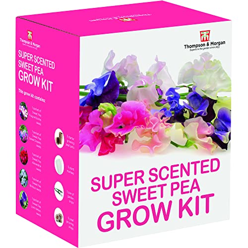 Scented Sweet Pea Seeds Growing Kit - Gardening Gift Grow Your Own Fragrant Sweetpea Plants with Growing Equipment by Thompson and Morgan