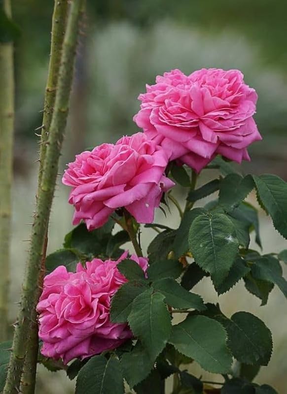 Natural Paneer Rose Plants Live With Flowers Pack of 1 (B0D5WBSDKZ) Amazon Price History, Amazon Price Tracker