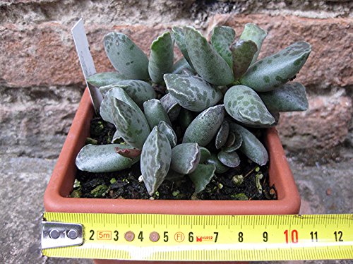 Adromiscus cooperi 10 cm, cactus, pianta grassa