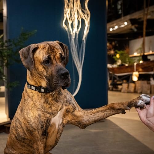Max & Molly Hundehalsband mit Gotcha! Smart ID Sicherheitsanhänger, Matrix 2.0 Schwarz/L, Halsband Hund Gepolstert & Reflektierend – Komfort für deinen treuen Begleiter