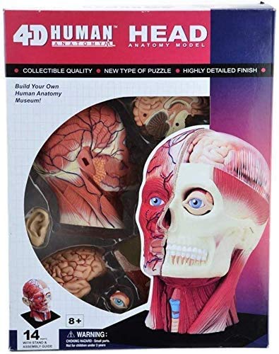 Xiaoxu 4D Vision Abnehmbares 12-teiliges Modell der menschlichen Kopfanatomie – Schädel-Gehirn-Modell, Kopfpuzzle, Spielzeug für den medizinischen Unterricht