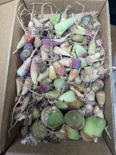 Pageae Niuewoudtville 紫タイプ　コノフィツム Pageae Niuewoudtville 紫タイプ コノフィツム 【公式通販】