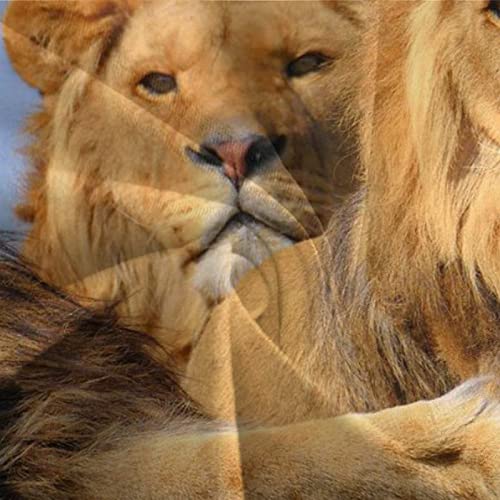 Housse de couette lion 3D haute définition pour un lit simple moderne