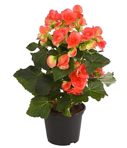 Begonia de Flor Planta Viva con Flores Surtidas Colores Llamativos