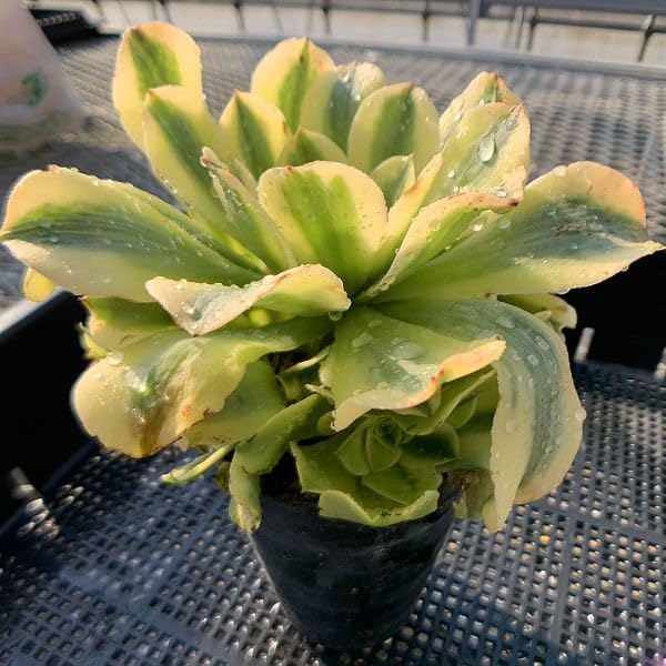 Amazon.co.jp: 農園直売 多肉植物 寄せ植え アエオニウム属 抹茶ソーダ