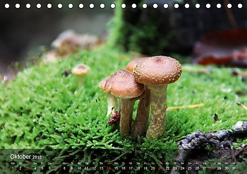 Der vegane Küchenkalender (Tischkalender 2018 DIN A5 quer): Foodfotografie für die fleischlose Küche (Monatskalender, 14 Seiten ) (CALVENDO Lifestyle) [Kalender] [Apr 01, 2017] Weis, Stefan