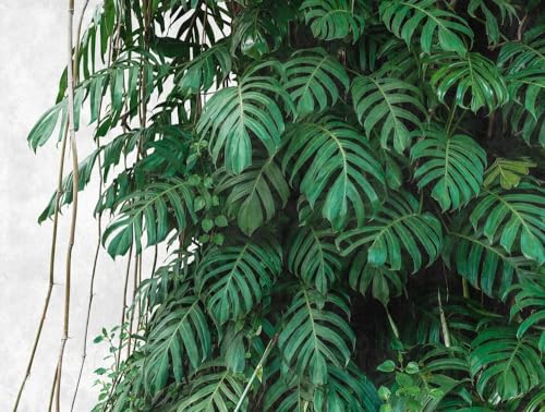 Livingwalls Jungle The Wall Non-Woven Wallpaper 3.71 m x 2.80 m Green Grey Made in Germany 382411 382411, 280 x 371 cm
