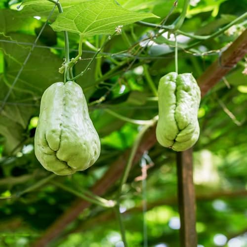semillas de chayote - de chayote semillas exóticas verdes balcón cocina jardín en resistentes al aire libre resistentes 10pcs