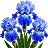3 Bearded Iris Bulbs for Planting – Large Colorful Perennial Flowers – Hardy Outdoor Garden Plant Rhizomes, Victoria Falls