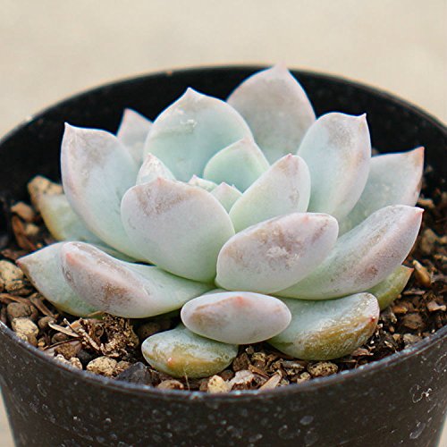 Amazon｜モンロー 7.5cmポット 多肉植物 エケベリア Echeveria monroe