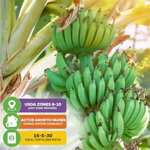 Ice Cream Banana Tree Live Plant - Musa acuminata - Wellspring Gardens Starter Plant - Easy to Grow Plants for Nature Lovers & Gardeners- Outdoor Planting in Outdoor & Patio Ice Cream Banana Tree Live Plant - Musa acuminata - Wellspring Gardens Starter Plant - Easy to Grow Plants for Nature Lovers & Gardeners- Outdoor Planting in Outdoor & Patio