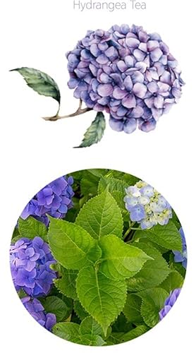 Miniatura 4 de Hoja de hortensia pura orgánica natural (1 caja (40 bolsitas de té) - Bolsas de té envueltas individualmente