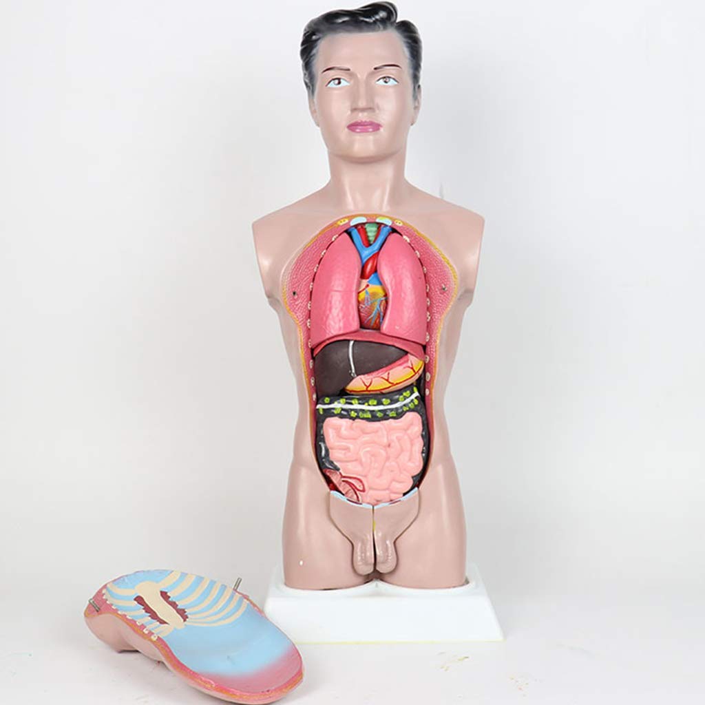 Modello anatomico di Torso Umano -45 cm Modello di Torso Maschile Modello di apparato digerente Staccabile con Copertura Toracica - per Modello didattico con Display da Studio