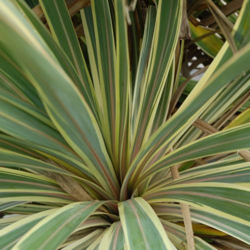 Yucca Filamentosa 'Bright Edge' – Striking Spiky Foliage with Creamy Yellow Edges, Hardy and Low Maintenance, Ideal for Dramatic Garden Accents, 1x or 2X 3.6 Litre Pots by Thompson & Morgan