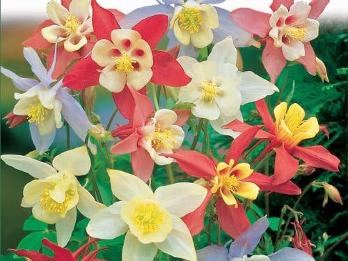 0.2g (Approx. 140) European Columbine Seeds Bot.: "Aquilegia Vulgaris" Very Colorful, Easy to Grow