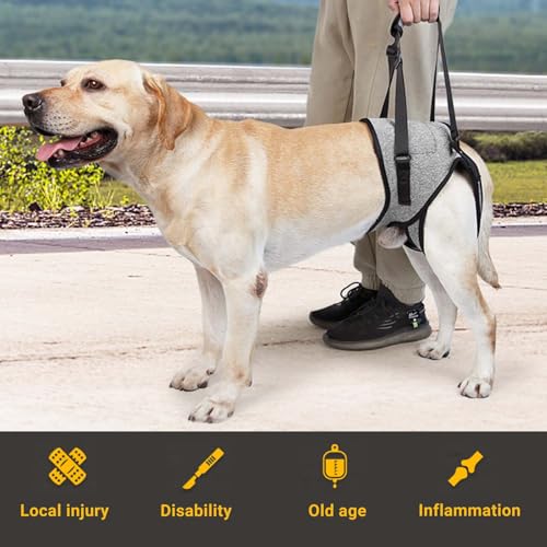 Tragehilfe Hund Groß, Tragehilfe Hund Hinterbein s, Dog Back Leg Support, Dog Carrying Aid, Verstellbares Hundegeschirr für Hinterbein, für Ältere, Behinderte Und Behinderte Hunde. (S)