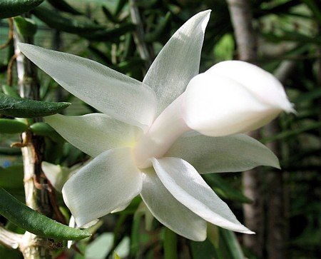 White Christmas Cactus Plant - Zygocactus - 4" Pot