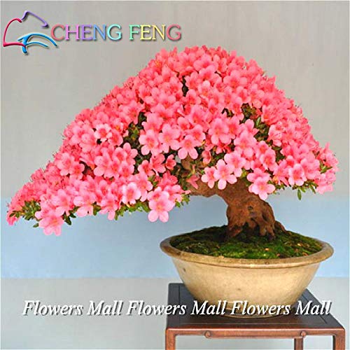 HONIC 10 Stück Heirloomsamen Kreppmyrte Bonsai Blumensamen Mini Home Garten Supplies Indoor Blumen Pflanze Baum beobachten Sementes Geschenk: Schwarz - Image 4