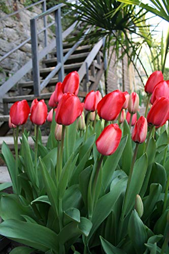50 X Tulipani Red Impression - Tulipa Red