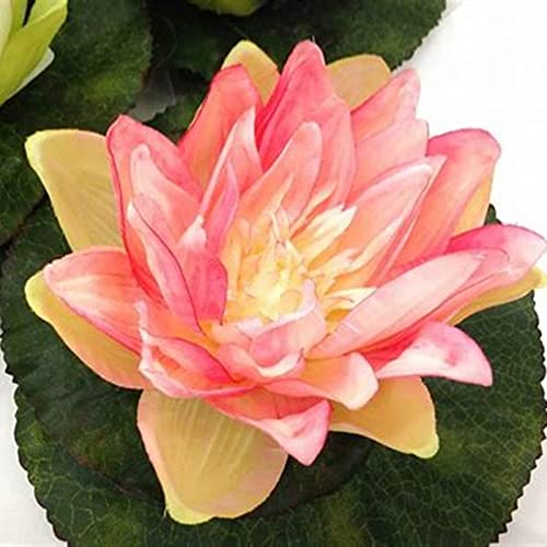 SeerosenRhizome, Sehr Exklusiv, Magic of Nature, Winterhart Rhizome, Lotus, RaritäT Mehrfarbige, Dauerblüher, Mehrfarbig Ertragreicherg. -40pcs-g