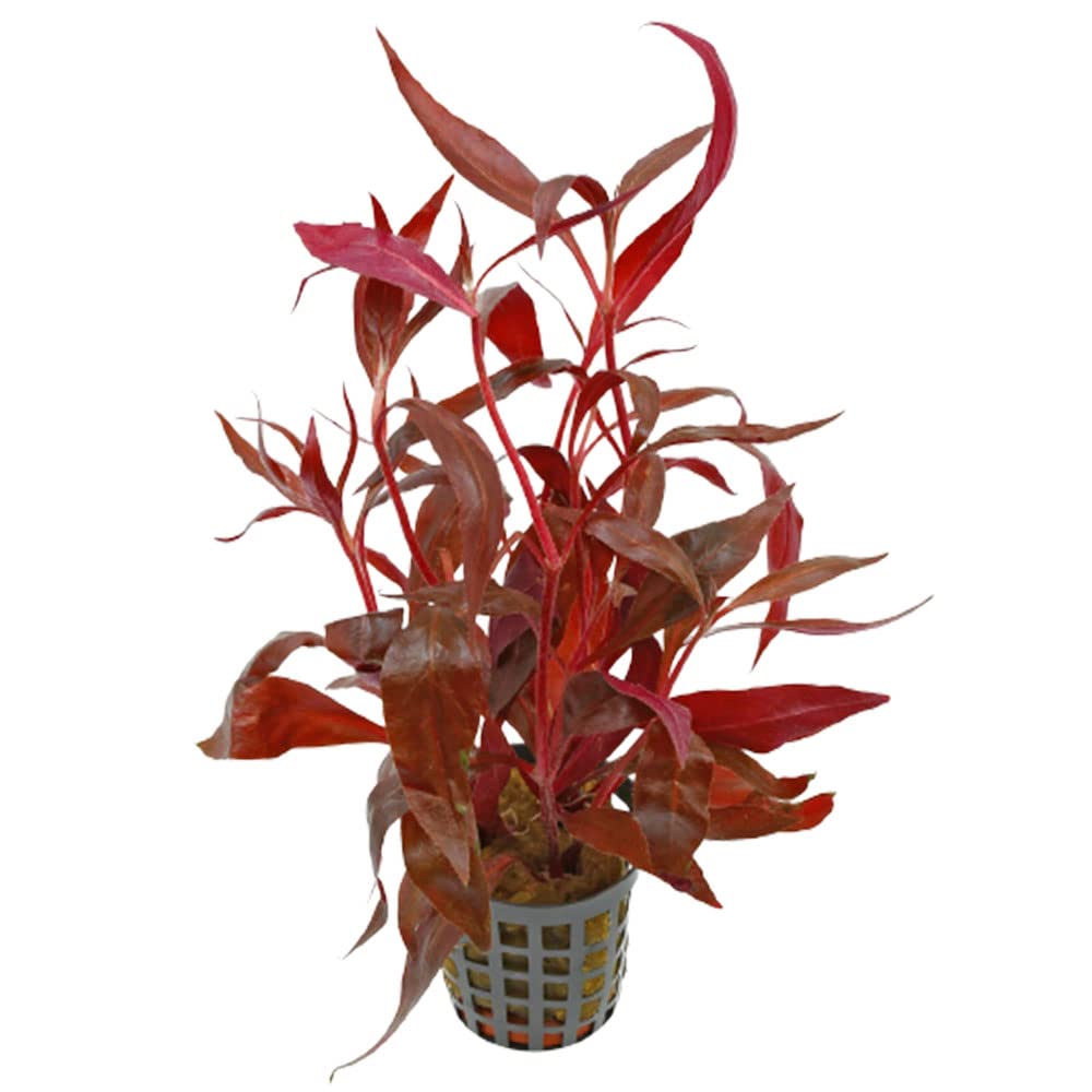 Alternanthera Rosanervig