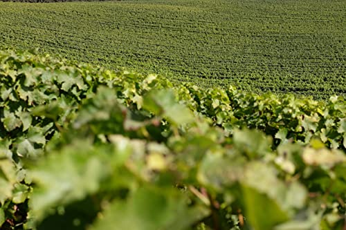 Haras De Pirque Albaclara Sauvignon Blanc - 5